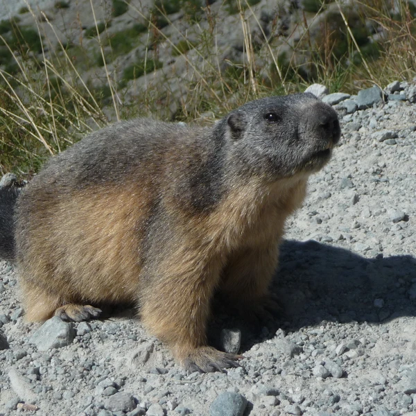 Mountain Marmot